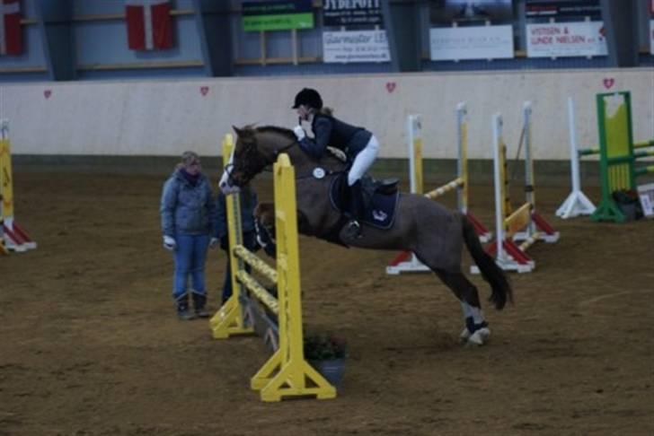 Welsh Cob (sec D) | Brynithon Brenhinol Magic billede 13