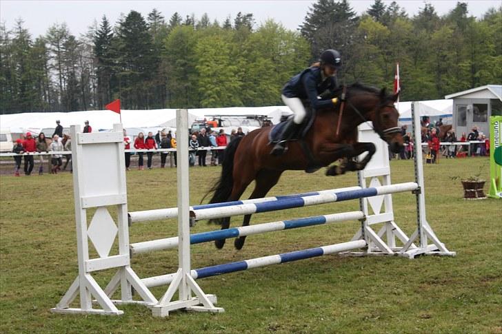 Anden særlig race Nikita  - Morsø 2010 - foto: Kirstine Bystrup.  billede 16