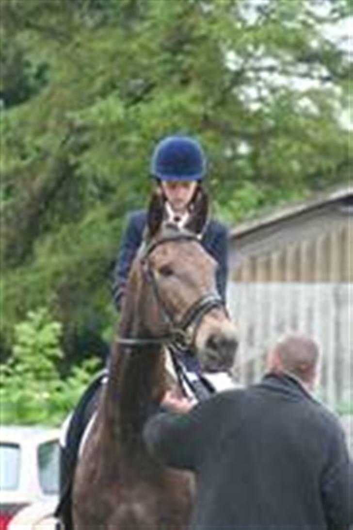 Svensk Varmblod kahn corbette billede 11