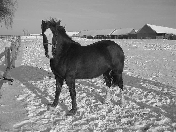 Welsh Pony af Cob-type (sec C) Gribsvads Bino R.I.P - 5½ år i sneen 4. december 2010 billede 14
