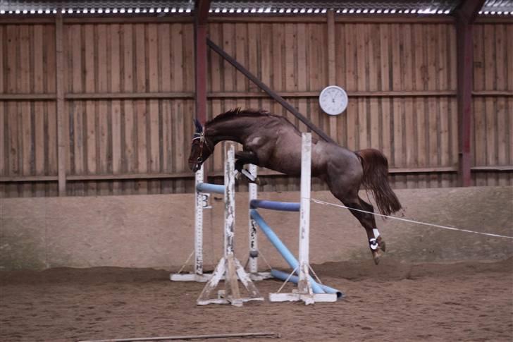 Polsk Varmblod Harpun. SOLGT - (: foto: Brian Sølvsten -  billede 2
