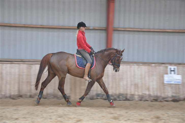 Polsk Varmblod Harpun. SOLGT - foto: Claus Steen. dygtig mulle. billede 3