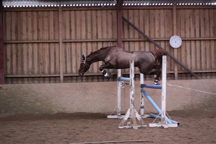 Polsk Varmblod Harpun. SOLGT - foto: Brian Sølvsten -  billede 5