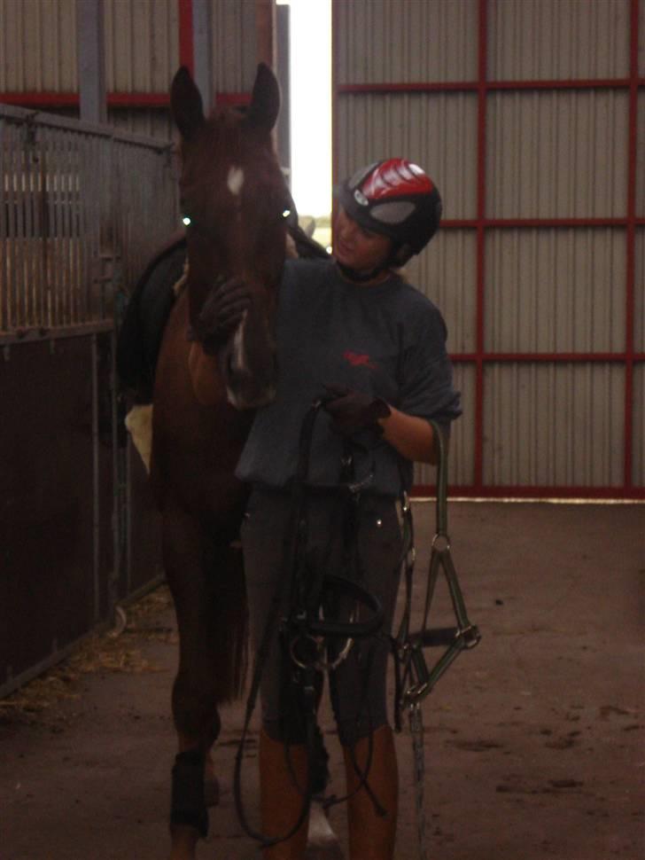 Polsk Varmblod Harpun. SOLGT - da jeg havde prøvet ham, du så sød musser. billede 9