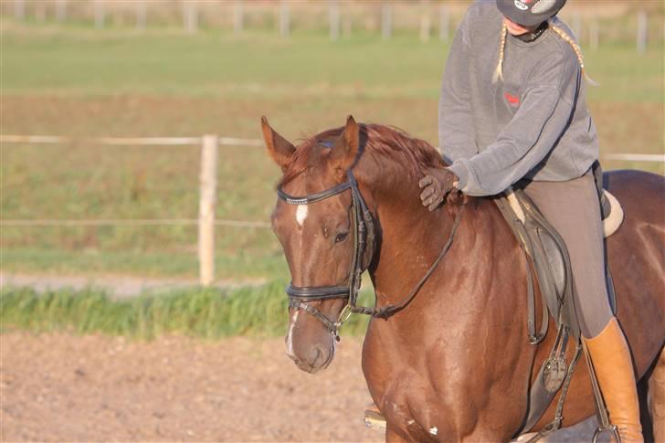 Polsk Varmblod Harpun. SOLGT - foto: brian sølvsten billede 10