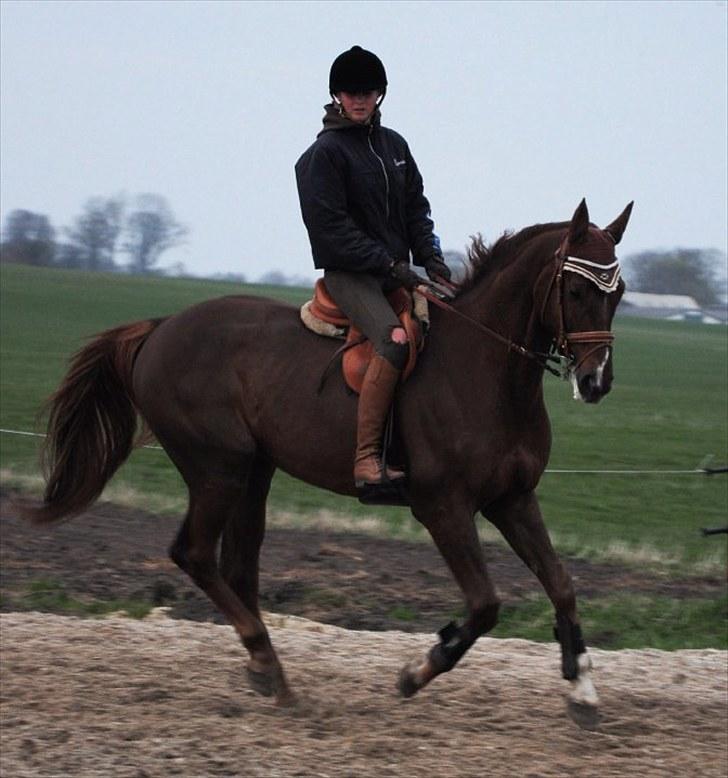 Polsk Varmblod Harpun. SOLGT - foto: Claus steen. billede 11