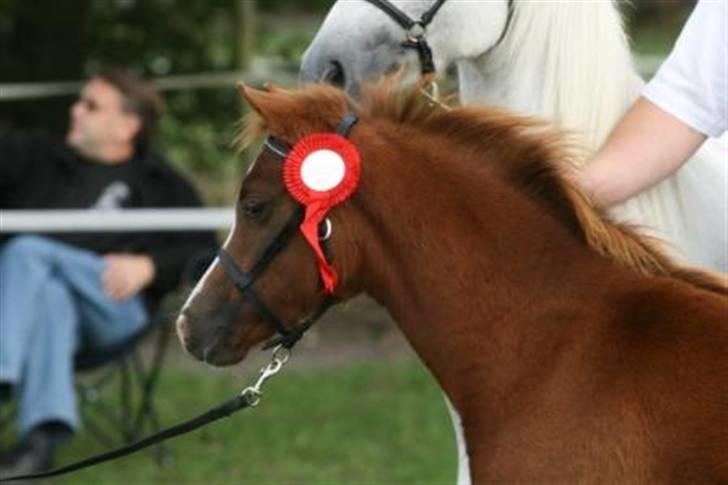 Welsh Pony (sec B) Caya's Angel - Føl og plag skue 2009 billede 7
