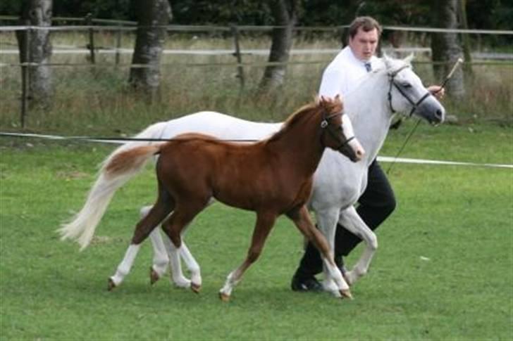 Welsh Pony (sec B) Caya's Angel - Føl og plag skue 2009 billede 8