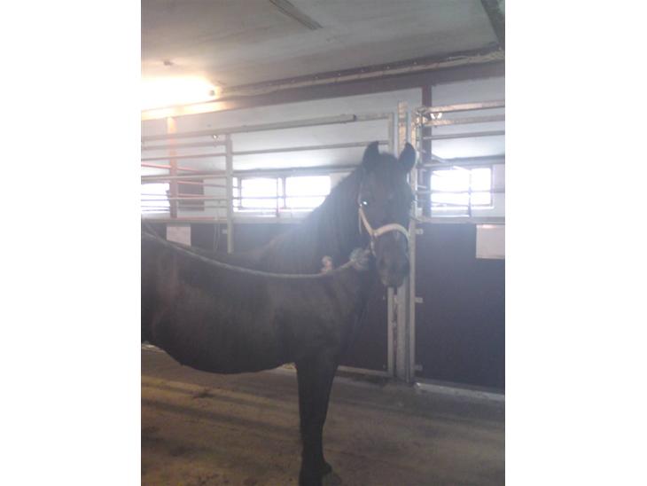 {{currentPhoto.altText}} billede {{currentPhoto.number}}