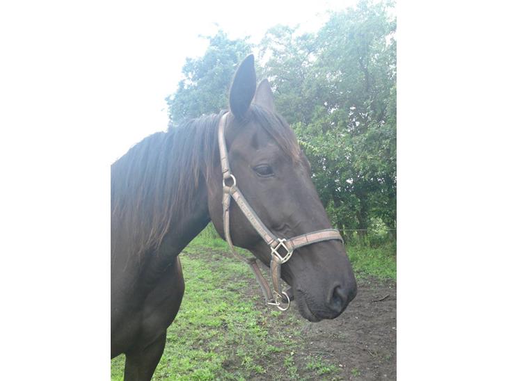 {{currentPhoto.altText}} billede {{currentPhoto.number}}