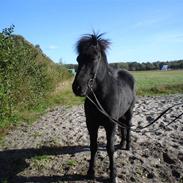 Islænder Gandor fra Ågaarden