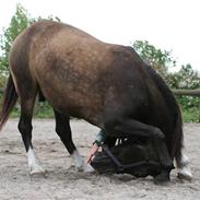 Anden særlig race Solly