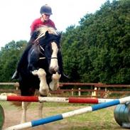 Irish Cob Sorte ( GAMMEL PART ) <3