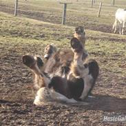 Irish Cob Sorte ( GAMMEL PART ) <3