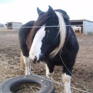 Irish Cob Sorte ( GAMMEL PART ) <3