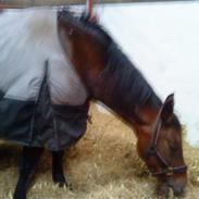 Anden særlig race  Schima Charei - Halvpart