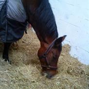 Anden særlig race  Schima Charei - Halvpart