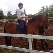 Anden særlig race  Schima Charei - Halvpart