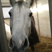 Connemara Great Delight Smokie <3