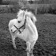 Welsh Pony (sec B) Ib! -gammel part.