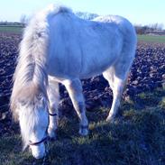 Welsh Pony (sec B) Ib! -gammel part.