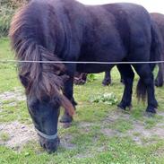 Anden særlig race tot - solgt :-)