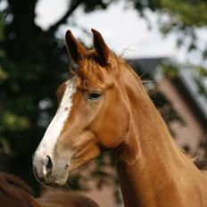 Tennessee Walker Brandy's Princess Lea