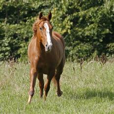 Tennessee Walker Brandy's Princess Lea