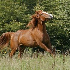 Tennessee Walker Brandy's Princess Lea