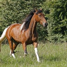 Tennessee Walker Brandy's Just The Best