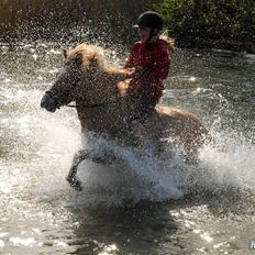 Islænder Kveikja fra Staurby