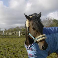 Tysk Sportspony Hovgården`s Pretty Lady