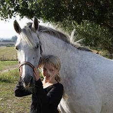 New Forest Firfod Fiol