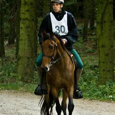 Traver zonny