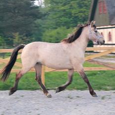 Anden særlig race Babette