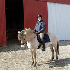 Fjordhest Gyvel Gudenå 