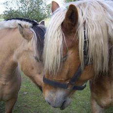 Jyde Walther (tidligere hest)