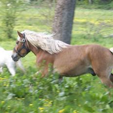 Jyde Walther (tidligere hest)