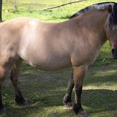 Fjordhest Tøsen