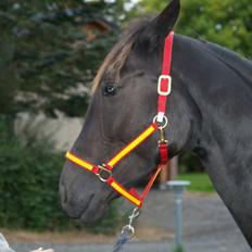 Traver Oddsindskudspuppen(solgt 