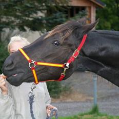 Traver Oddsindskudspuppen(solgt 