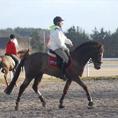 New Forest Orchid's Champer 