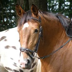 Knabstrupper Friis' Nynne