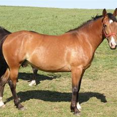 Knabstrupper Friis' Nynne