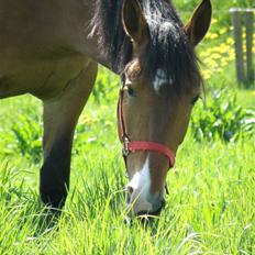 Knabstrupper Friis' Nynne