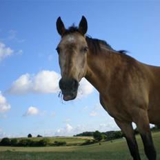 Connemara E Alouette Klubmester' 10