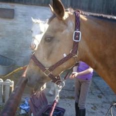 Connemara E Alouette Klubmester' 10