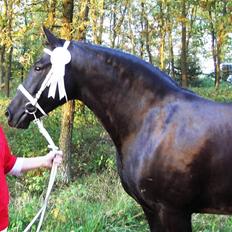 Dansk Varmblod Stella