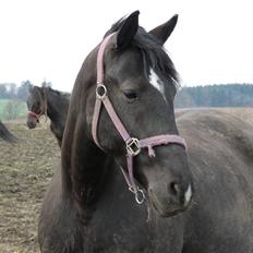 Dansk Varmblod Stella