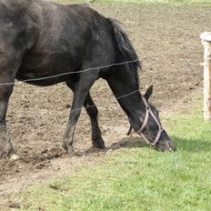 Dansk Varmblod Stella